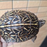 フロリダハコガメ(甲長約9cm)