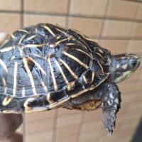 フロリダハコガメ(甲長約9cm)