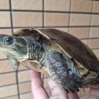 タイリクミナミイシガメ（甲長約18,5cm）メス