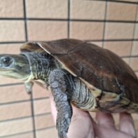 タイリクミナミイシガメ（甲長約18,5cm）メス