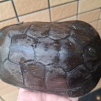 タイリクミナミイシガメ（甲長約15,5cm）オス