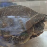 タイリクミナミイシガメ（甲長約15,5cm）オス