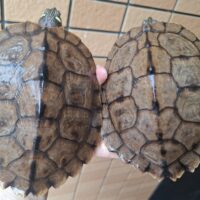 フトマユチズガメ（甲長約15cm）メス