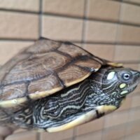 フトマユチズガメ（甲長約15cm）メス