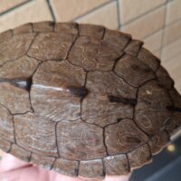 フトマユチズガメ（甲長約12cm）オス