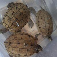 フトマユチズガメ（甲長約19cm）メス