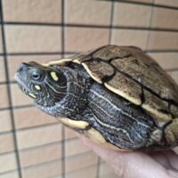 フトマユチズガメ（甲長約19cm）メス