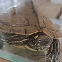 フトマユチズガメ（甲長約12cm）オス