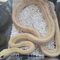 トランスペコスラットスネーク（アメラニ）約150cm オス