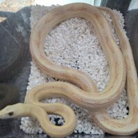 トランスペコスラットスネーク（アメラニ）約150cm オス