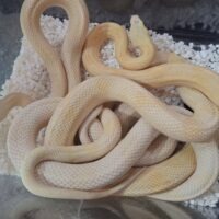 トランスペコスラットスネーク（アメラニブロンド）約150cm オス