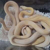 トランスペコスラットスネーク（アメラニブロンド）約150cm オス