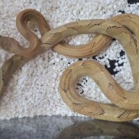 トランスペコスラットスネーク（グリーンブロンド）約150cm オス