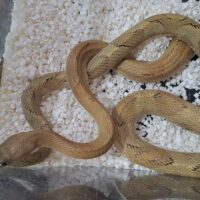 トランスペコスラットスネーク（グリーンブロンド）約150cm オス