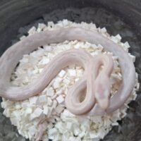 トランスペコスラットスネーク（スノー）25CB 約60cm オス