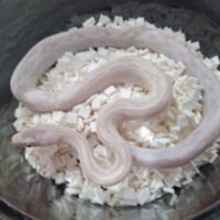 トランスペコスラットスネーク（スノー）25CB 約60cm オス