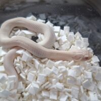 セイブシシバナヘビ（スーパーイエティ）25CB　メス