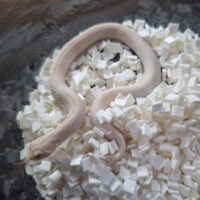 セイブシシバナヘビ（スーパーイエティ）25CB　メス