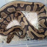 ボールパイソン（イエローベリー）約2.1kg メス