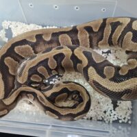 ボールパイソン（イエローベリー）約2.1kg メス