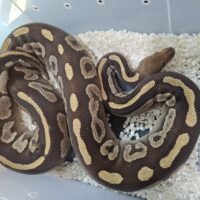 ボールパイソン（ブラックポーション/モハベマホガニー）約2.1kg メス