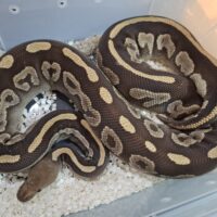 ボールパイソン（ブラックポーション/モハベマホガニー）約2.1kg メス