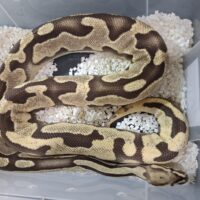 ボールパイソン（オレンジドリームファイアhetパイ）約1,6kg メス