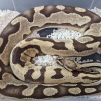 ボールパイソン（オレンジドリームファイアhetパイ）約1,6kg メス