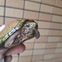 スジクビヒメニオイガメ（ブラックウォーリア）甲長約9cm メス