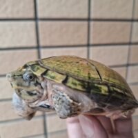 スジクビヒメニオイガメ（ブラックウォーリア）甲長約9cm メス