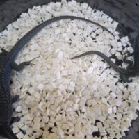 ポーラーカベカナヘビ（ペア）