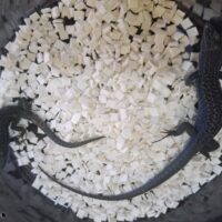 ポーラーカベカナヘビ（ペア）