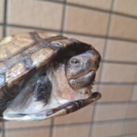 ホオアカドロガメ（甲長約15cm）WC オス