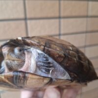 ホオアカドロガメ（甲長約15cm）WC オス