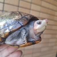 ノドジロドロガメ（甲長約15cm）WC メス