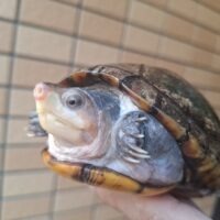 ノドジロドロガメ（甲長約15cm）WC メス