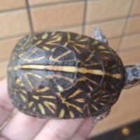 フロリダハコガメ（甲長約7cm）25CB TSDメス