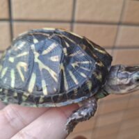 フロリダハコガメ（甲長約7cm）25CB TSDメス