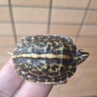 フロリダハコガメ（25CB） TSDメス