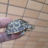 フロリダハコガメ（25CB） TSDメス