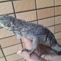 ノドダレトゲオイグアナ（約60cm）