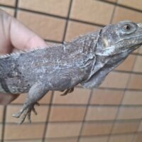 ノドダレトゲオイグアナ（約60cm）