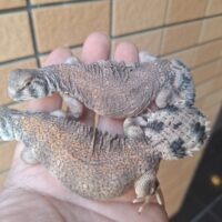 トーマストゲオアガマ（メイビーペア）24CB