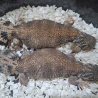 トーマストゲオアガマ（メイビーペア）24CB