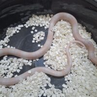 ホンジュランミルクスネーク（スノー）メス 約50cm