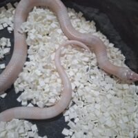 ホンジュランミルクスネーク（スノー）メス 約50cm