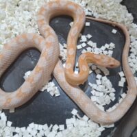 コーンスネーク（スノー）約60cm