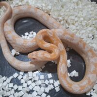 コーンスネーク（スノー）約60cm