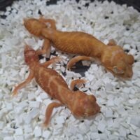 ナメハダタマオヤモリ（アルビノ）（♂25CB ♀24CB） ペア