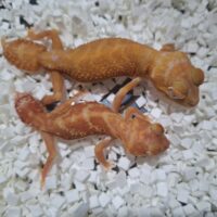 ナメハダタマオヤモリ（アルビノ）（♂25CB ♀24CB） ペア